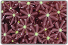 Daisy Polyps